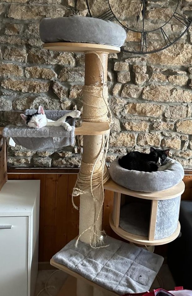 arbres à chat